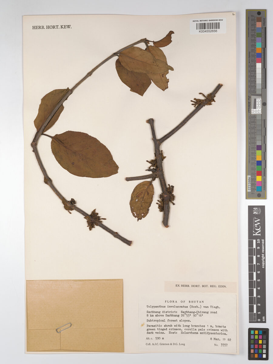 Tolypanthus involucratus — photo