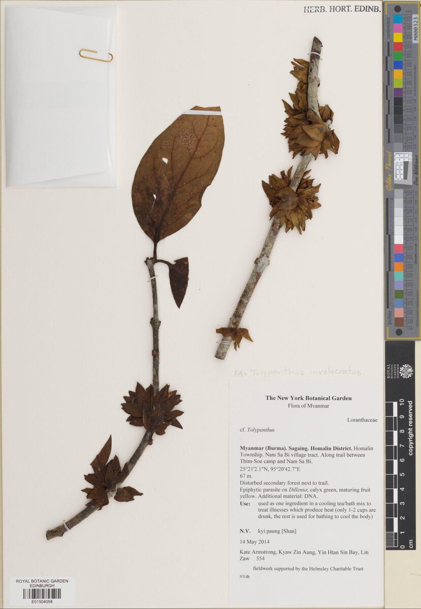 Tolypanthus involucratus