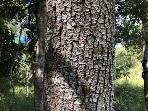 Toona ciliata (Mountain Cedar) — photo