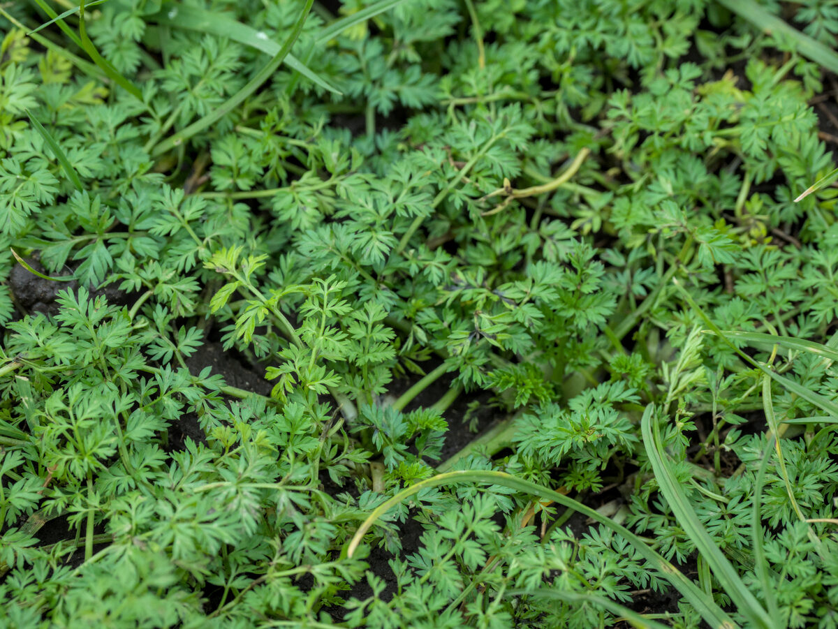 Torilis nodosa - (L.) Gaertn. (Knotted Hedge-Parsley) — photo