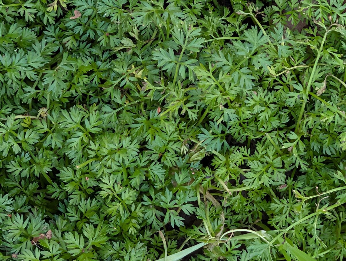 Torilis nodosa - (L.) Gaertn. (Knotted Hedge-Parsley) — photo