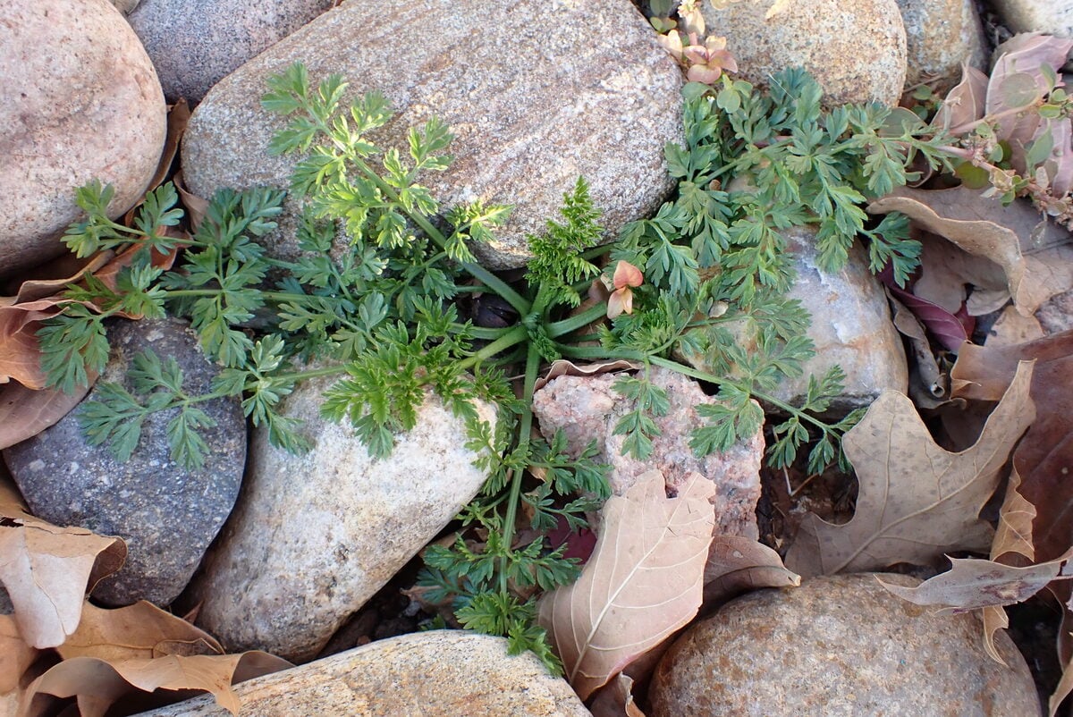 Torilis nodosa - (L.) Gaertn.