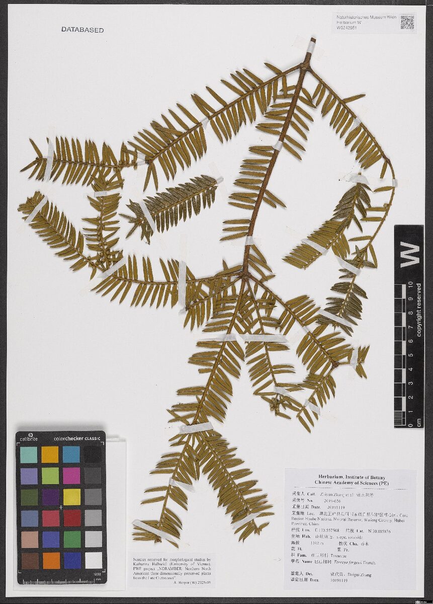 Torreya fargesii — photo