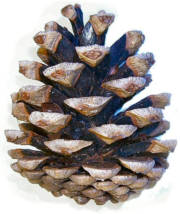 Torreya fargesii