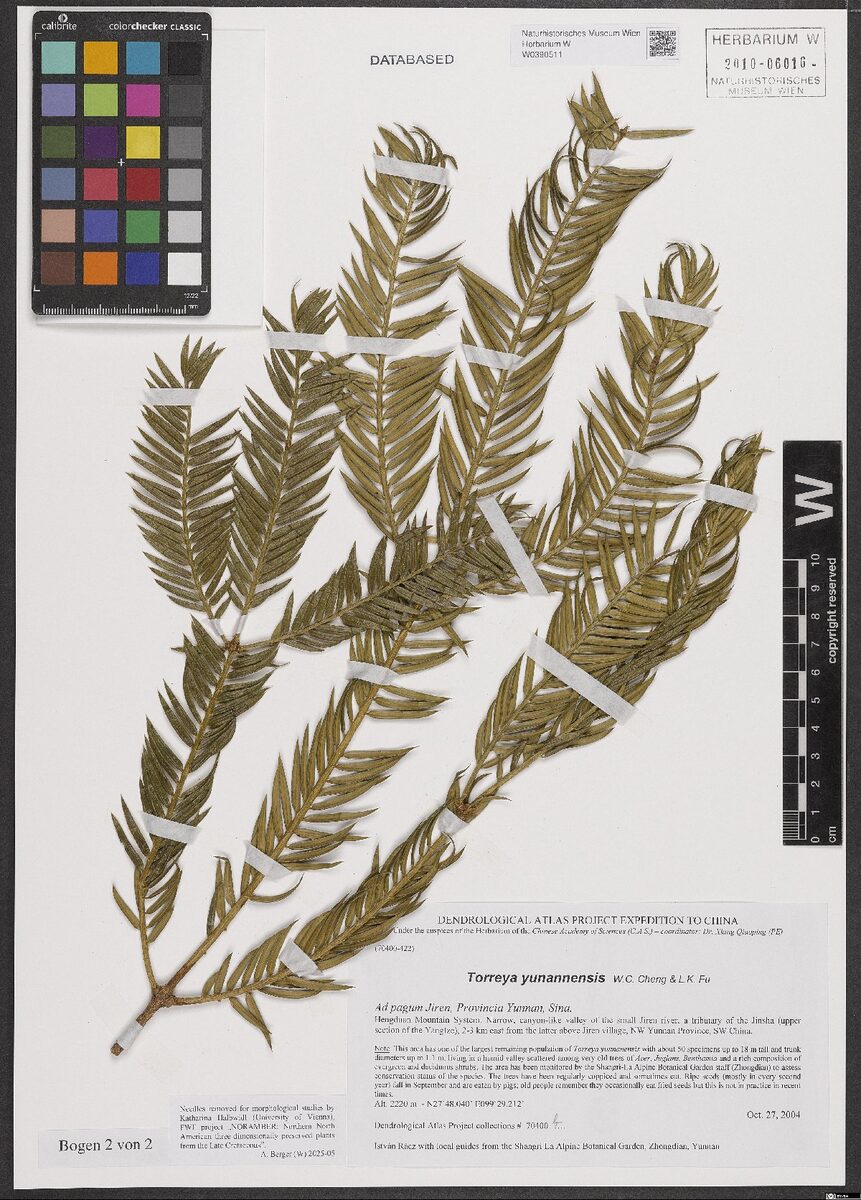 Torreya yunnanensis (Yunnan Nutmeg Yew) — photo