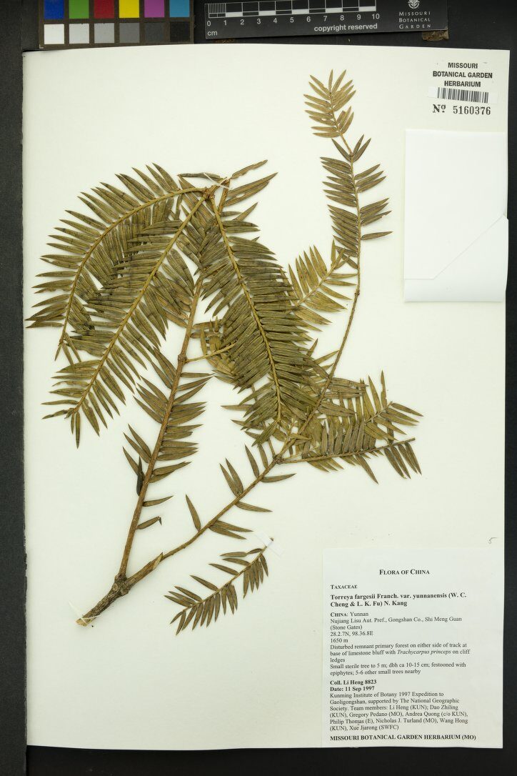Torreya yunnanensis (Yunnan Nutmeg Yew) — photo