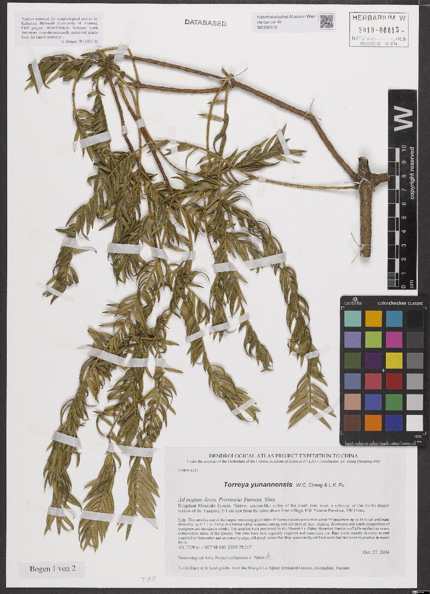Torreya yunnanensis