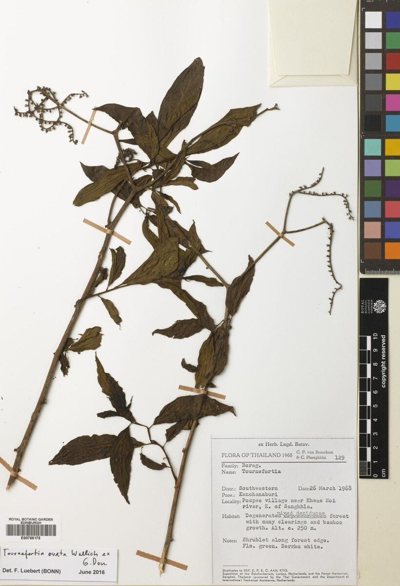 Tournefortia ovata — photo
