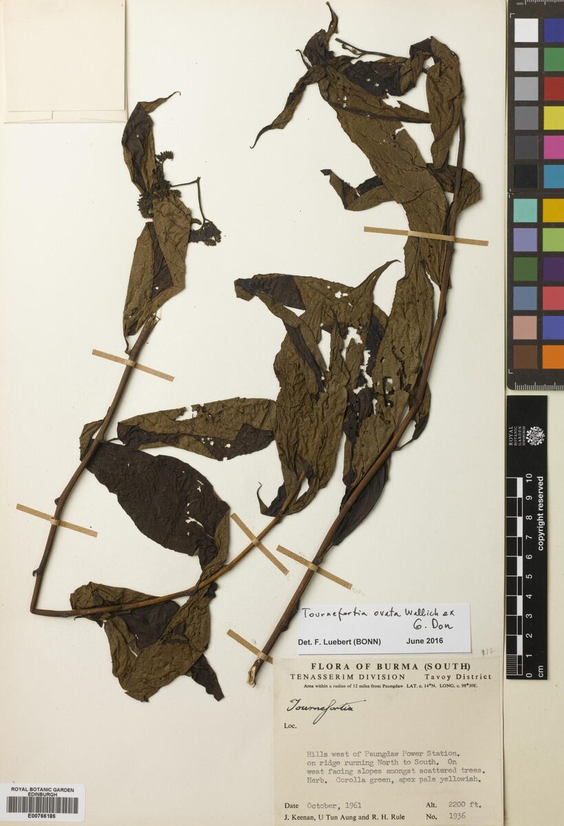 Tournefortia ovata — photo