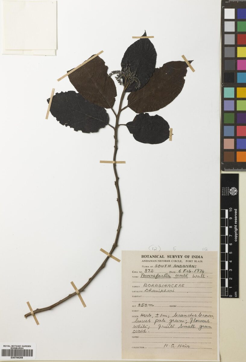 Tournefortia ovata