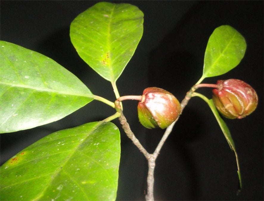 Tovomitopsis sp — photo