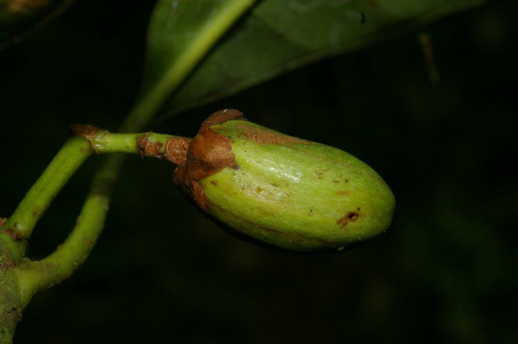 Tovomitopsis sp — photo
