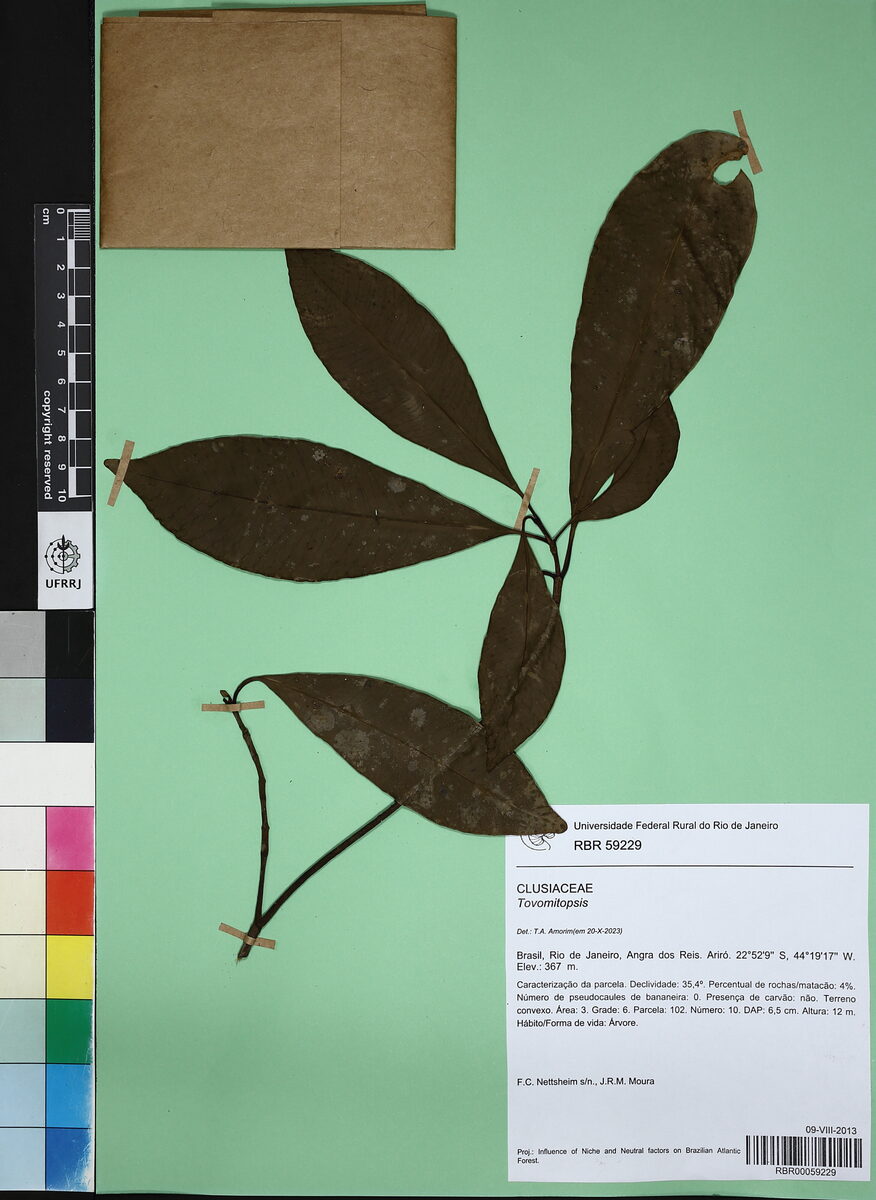 Tovomitopsis sp