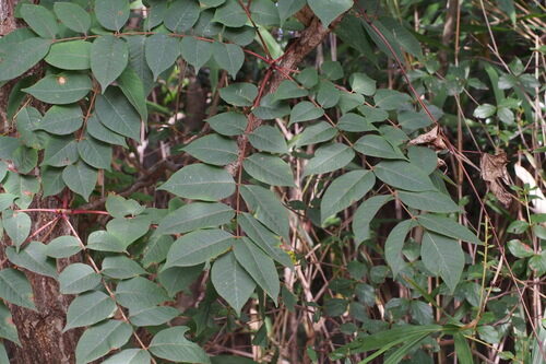 Toxicodendron vernicifluum