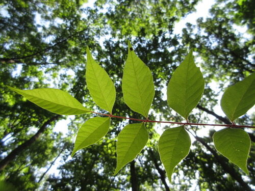 Toxicodendron vernicifluum (Lacquer tree) — photo