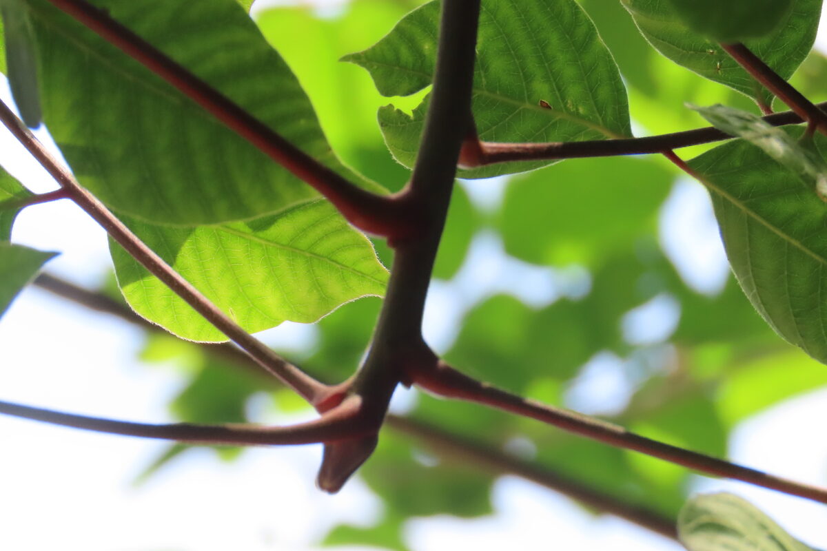 Toxicodendron vernicifluum (Lacquer tree) — photo
