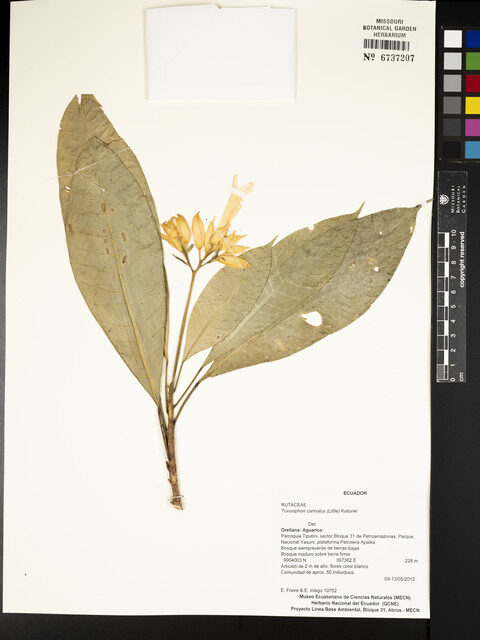 Toxosiphon carinatus (Carinate toxosiphon) — photo