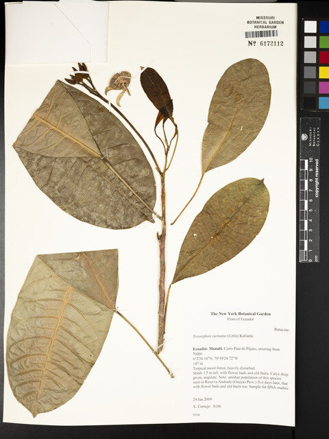 Toxosiphon carinatus (Carinate toxosiphon) — photo
