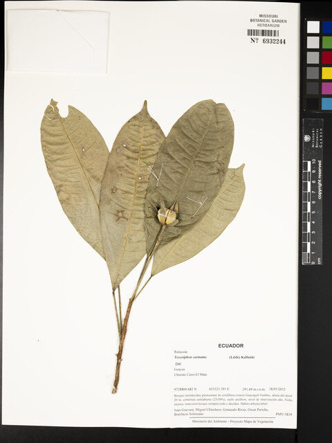 Toxosiphon carinatus