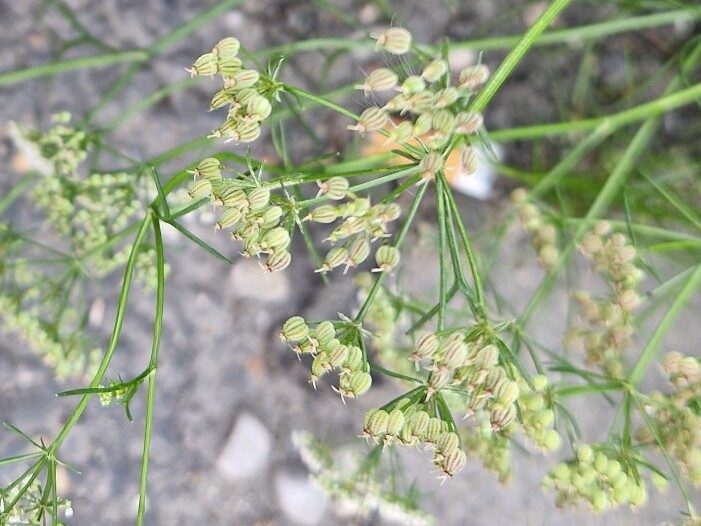 Trachyspermum ammi - (L.)Sprague. ex Turrill. (Ajowan caraway) — photo
