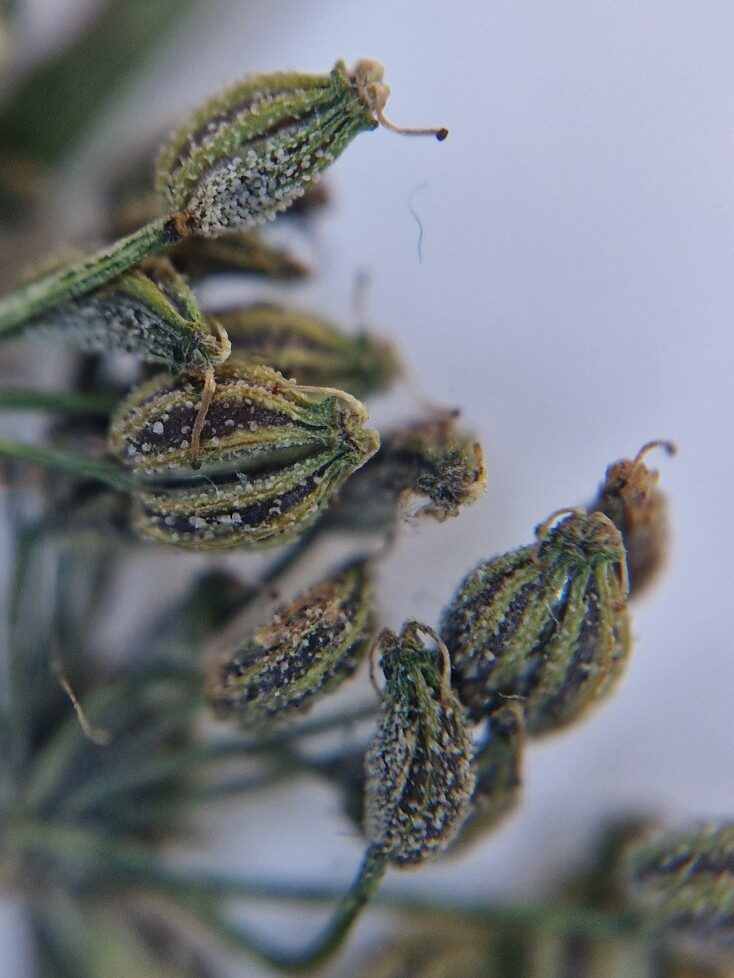 Trachyspermum ammi - (L.)Sprague. ex Turrill. (Ajowan caraway) — photo