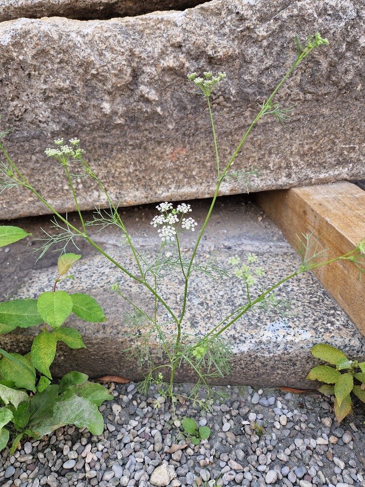 Trachyspermum ammi - (L.)Sprague. ex Turrill.