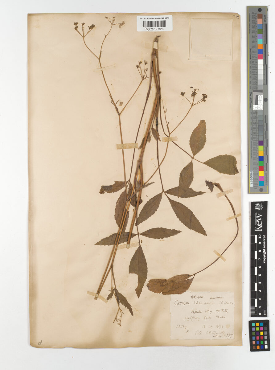 Trachyspermum khasianum