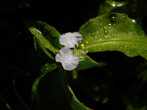 Tradescantia ohiensis (Spiderwort) — photo