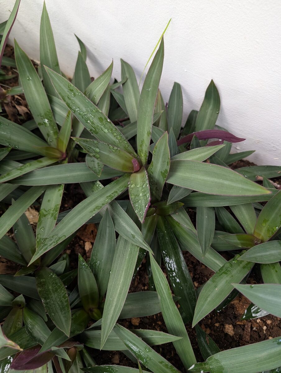 Tradescantia sp. — photo