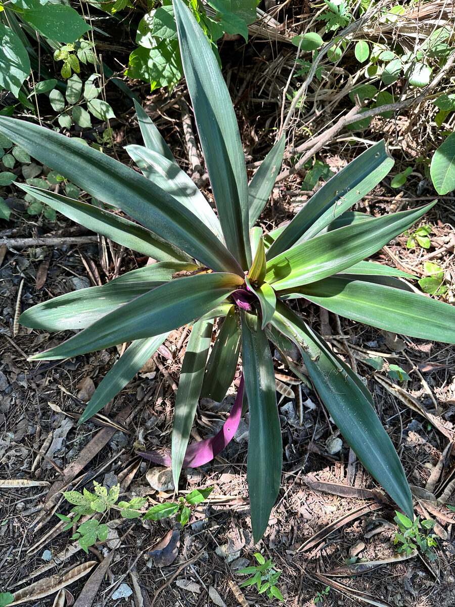 Tradescantia sp. — photo