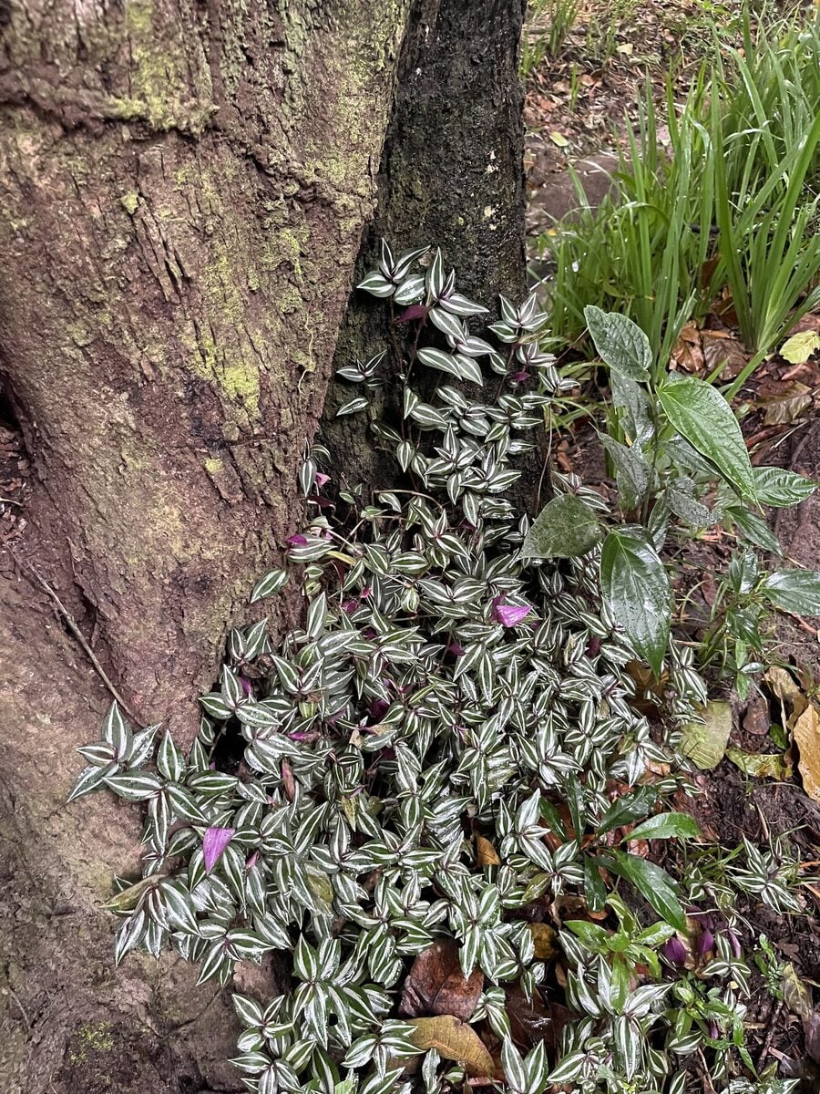 Tradescantia sp.