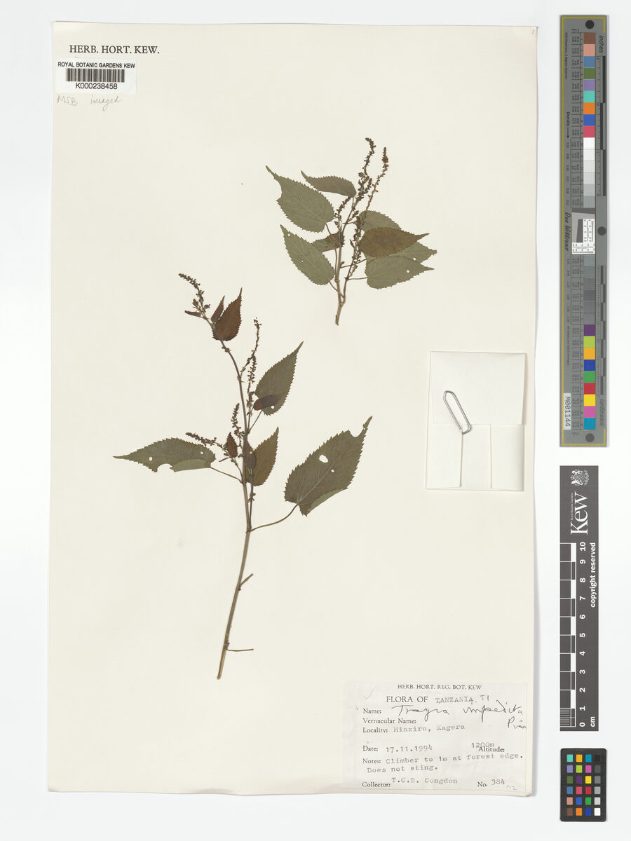 Tragia impedita — photo