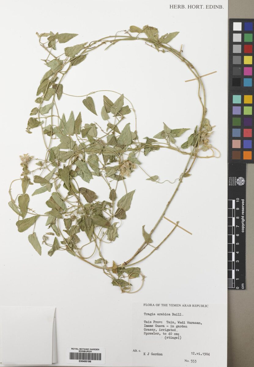 Tragia pungens (Sese) — photo