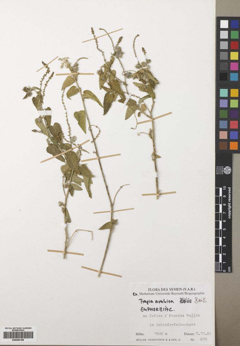 Tragia pungens (Sese) — photo