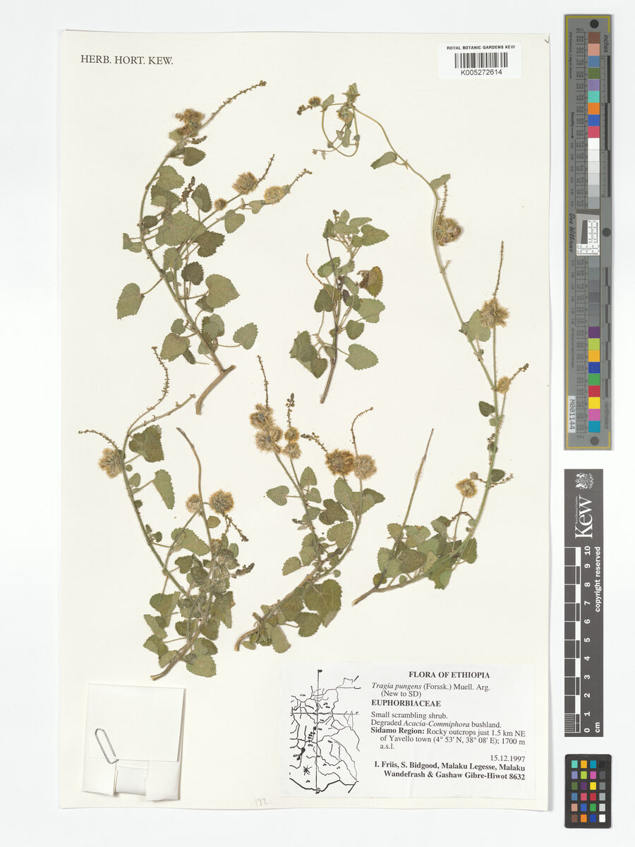 Tragia pungens