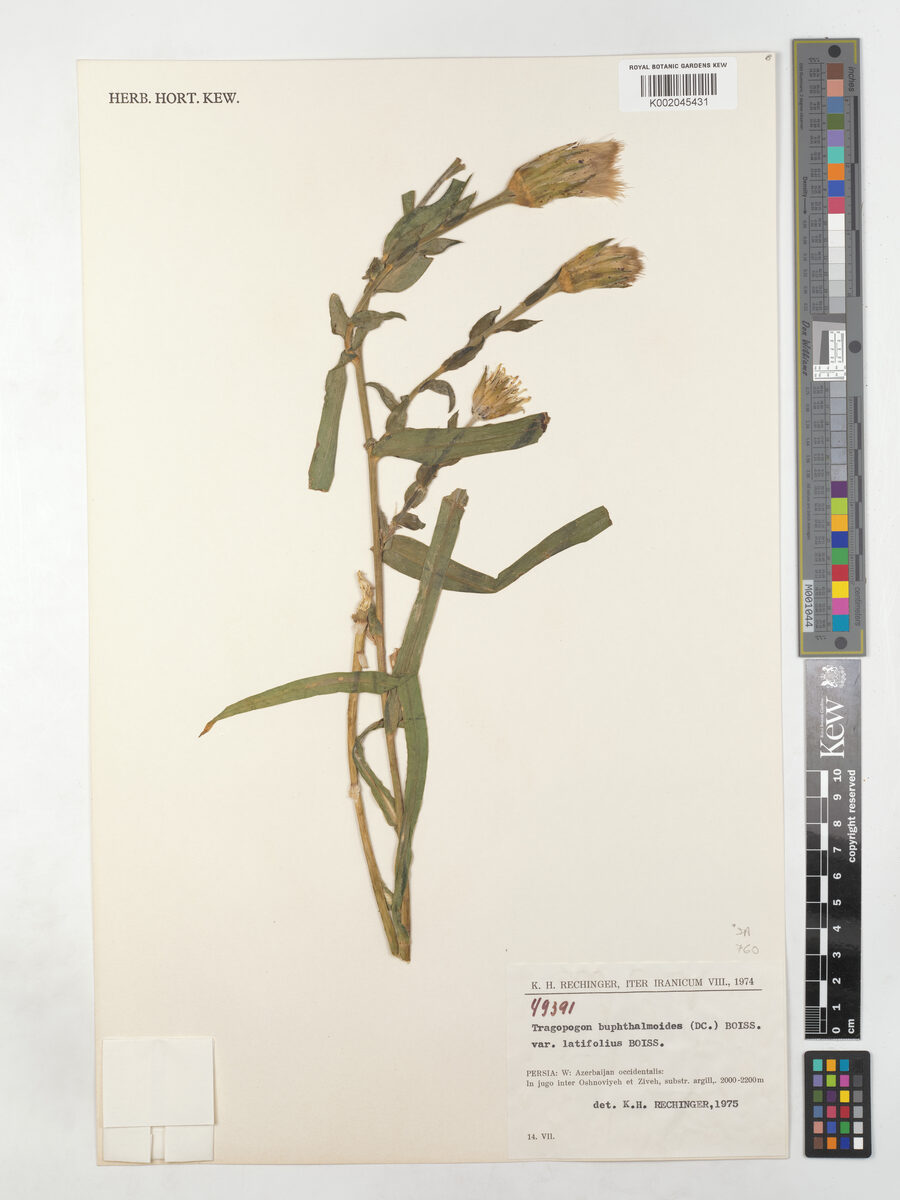 Tragopogon buphthalmoides var. latifolius — photo