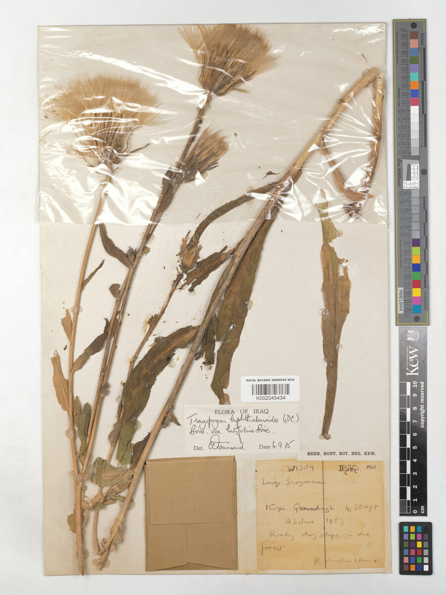 Tragopogon buphthalmoides var. latifolius — photo