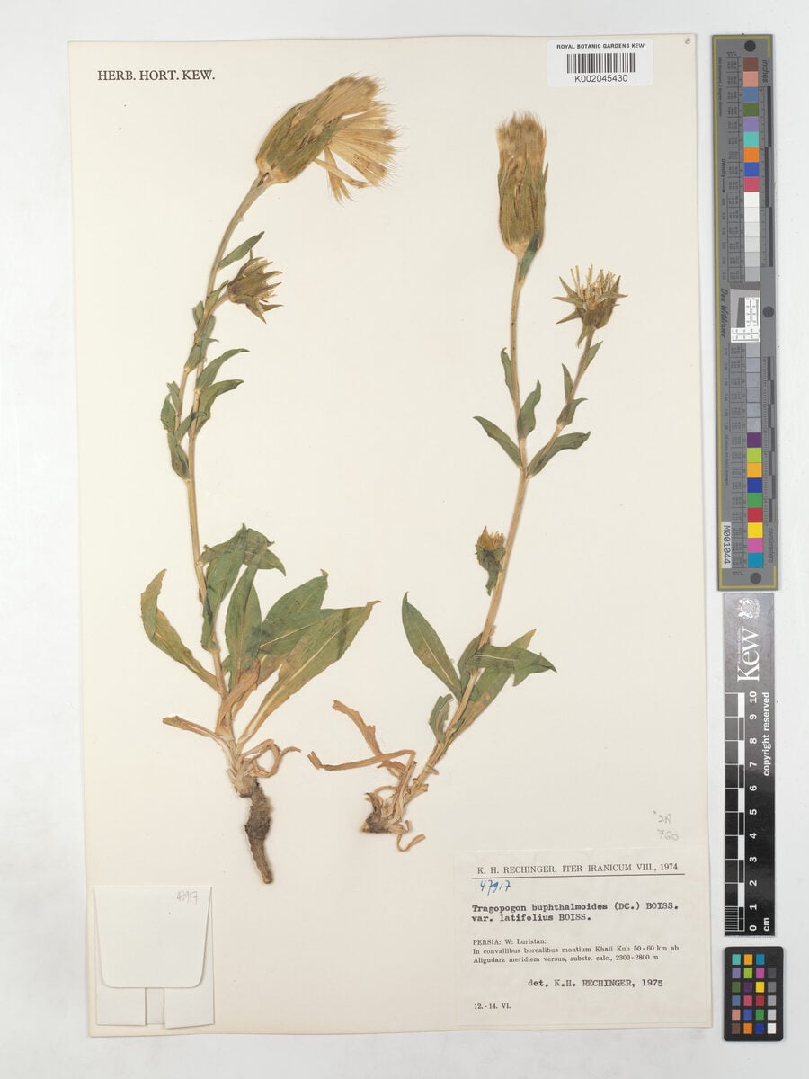 Tragopogon buphthalmoides var. latifolius