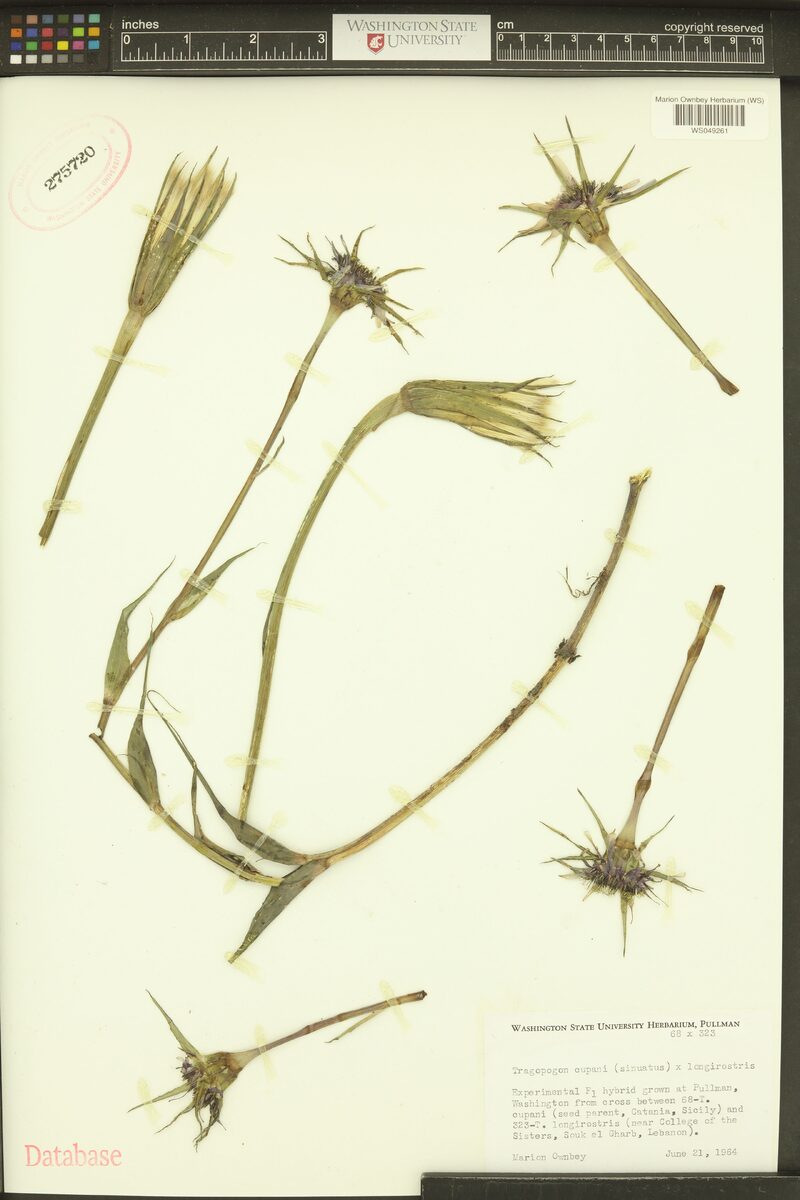 Tragopogon cupani — photo