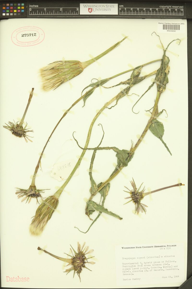 Tragopogon cupani — photo