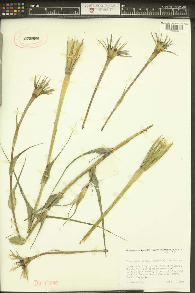 Tragopogon cupani