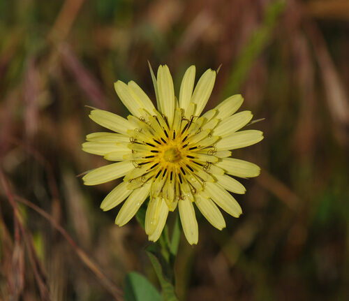 Tragopogon latifolius