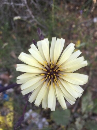 Tragopogon latifolius (Salsify) — photo