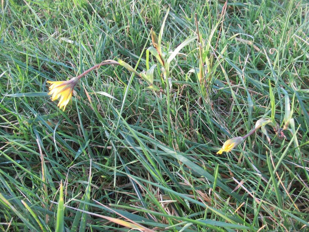 Tragopogon pratensis subsp. orientalis — photo