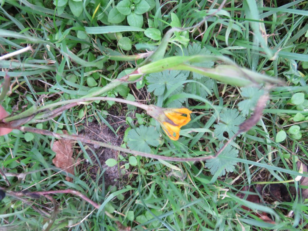 Tragopogon pratensis subsp. orientalis — photo