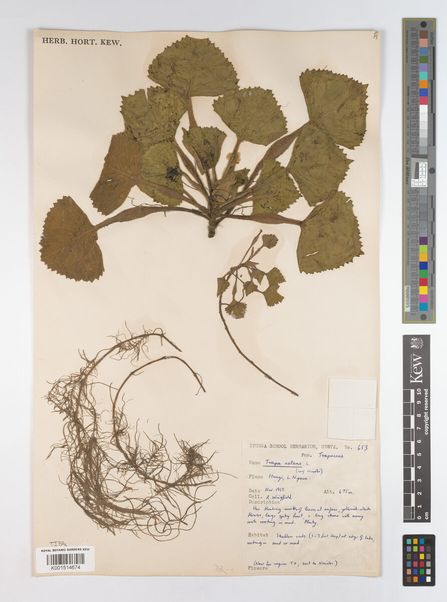 Trapa natans var. africana