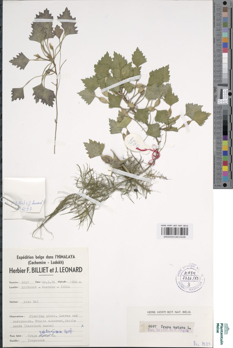 Trapa natans var. quadrispinosa (Waterchestnut) — photo