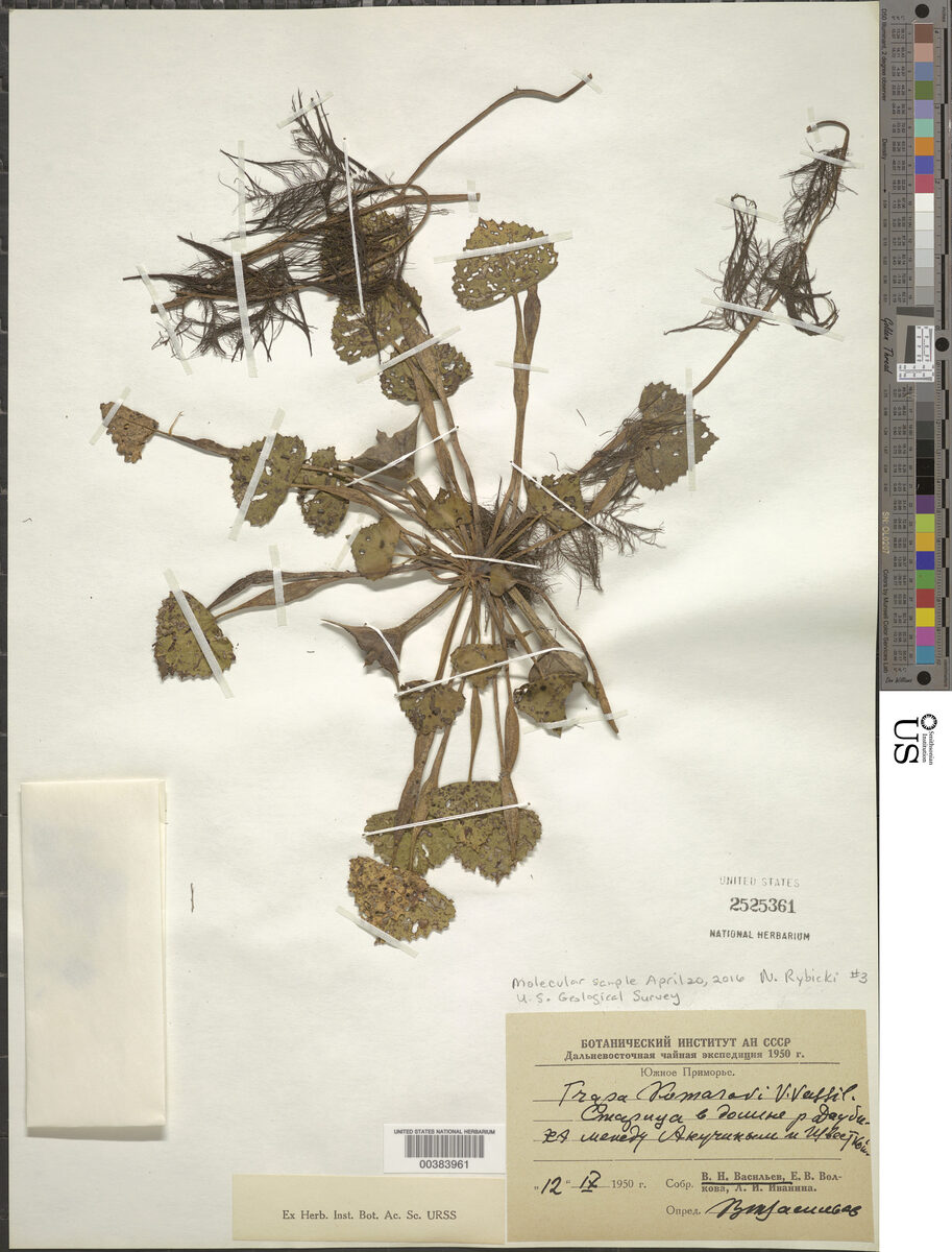 Trapa natans var. quadrispinosa (Waterchestnut) — photo