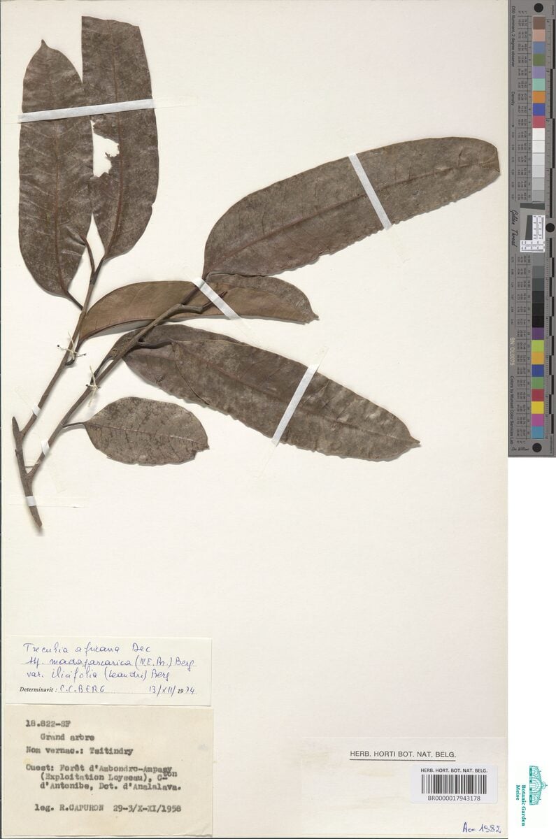Treculia perrieri