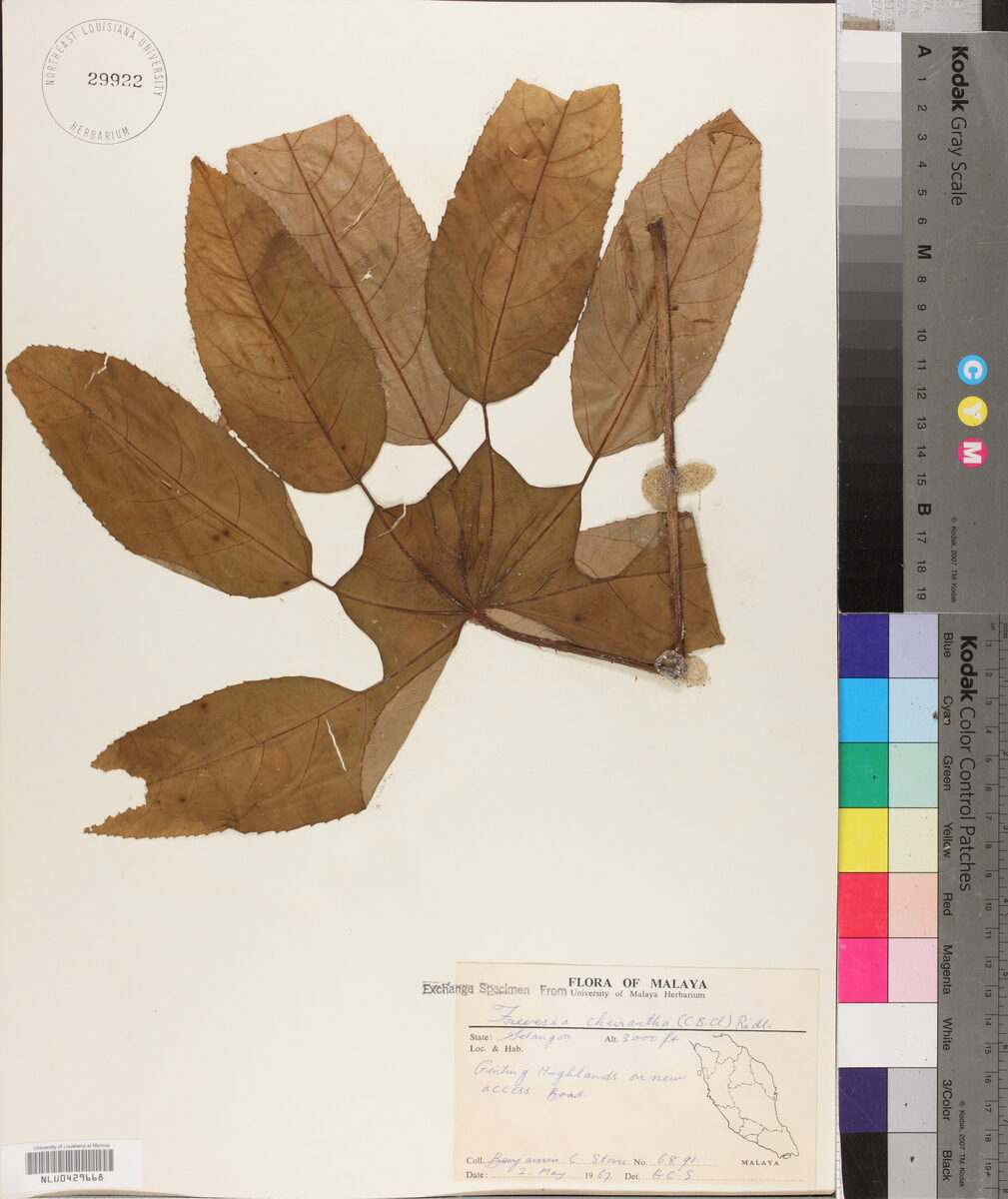 Trevesia cheirantha